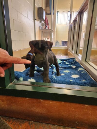 Coachella Valley Animal Campus - Thousand Palms, CA