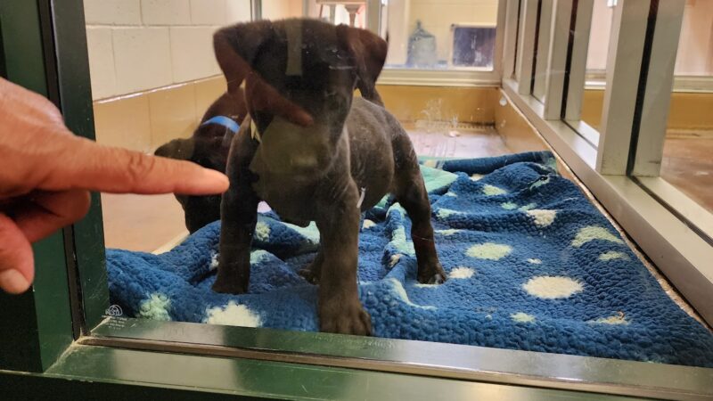 Coachella Valley Animal Campus - Thousand Palms, CA