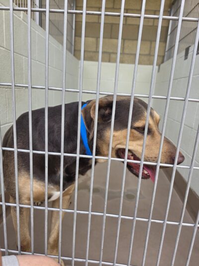 Coachella Valley Animal Campus - Thousand Palms, CA