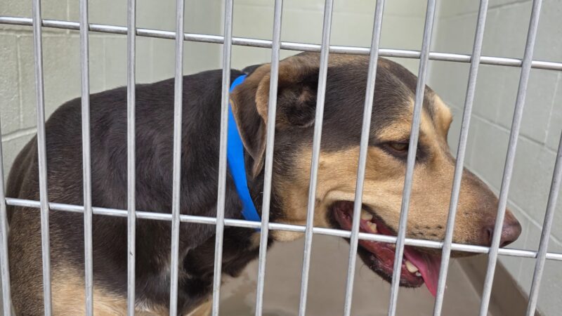 Coachella Valley Animal Campus - Thousand Palms, CA