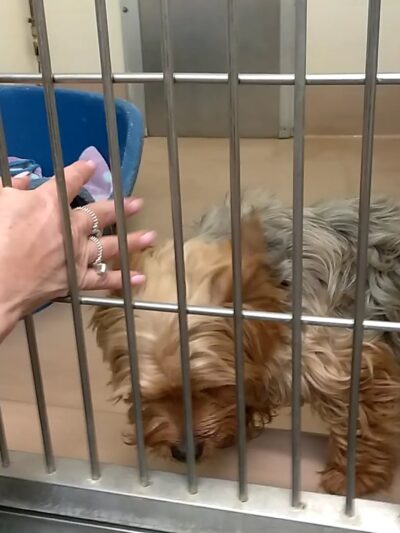 Coachella Valley Animal Campus - Thousand Palms, CA