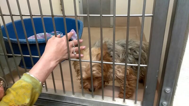 Coachella Valley Animal Campus - Thousand Palms, CA