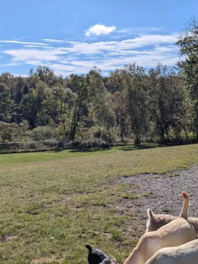 Ticonderoga Dog Park - Ticonderoga, NY