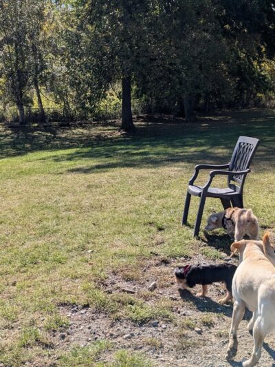 Ticonderoga Dog Park - Ticonderoga, NY
