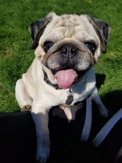 Bark Park - Tiffin, OH