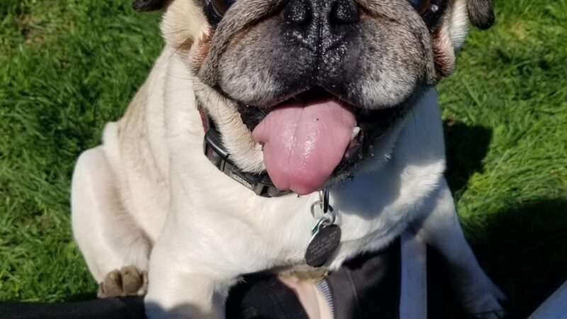 Bark Park - Tiffin, OH