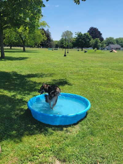 Bark Park - Tiffin, OH