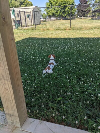 Bark Park - Tiffin, OH