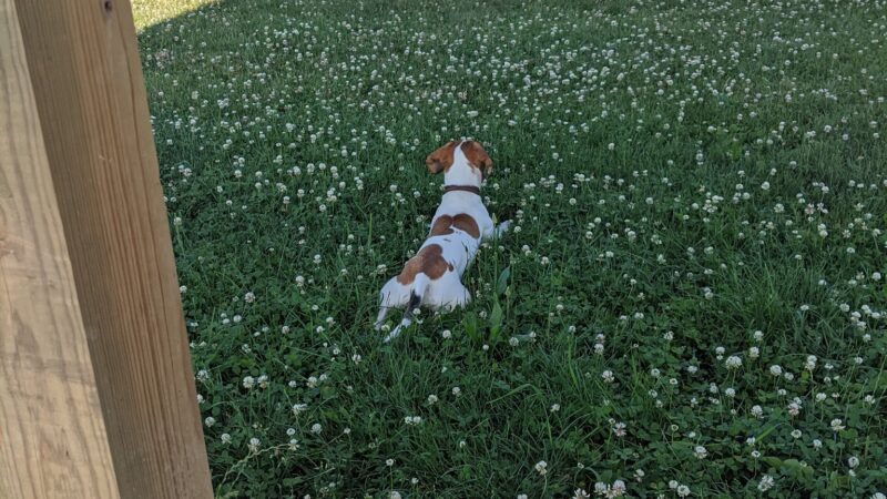 Bark Park - Tiffin, OH