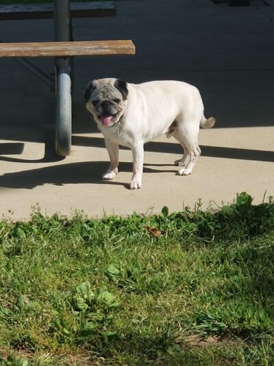 Bark Park - Tiffin, OH
