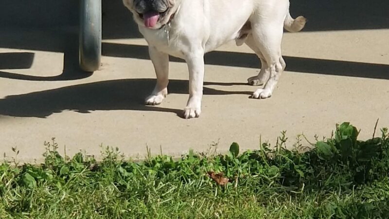 Bark Park - Tiffin, OH