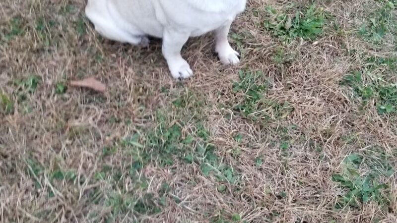 Bark Park - Tiffin, OH