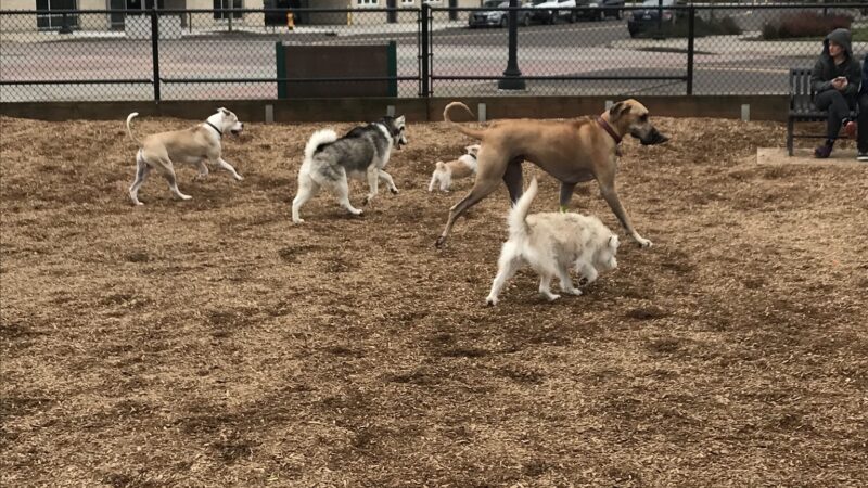 Ash Avenue Dog Park - Tigard, OR