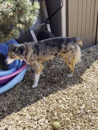 Ash Avenue Dog Park - Tigard, OR