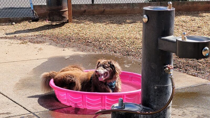 Ash Avenue Dog Park - Tigard, OR