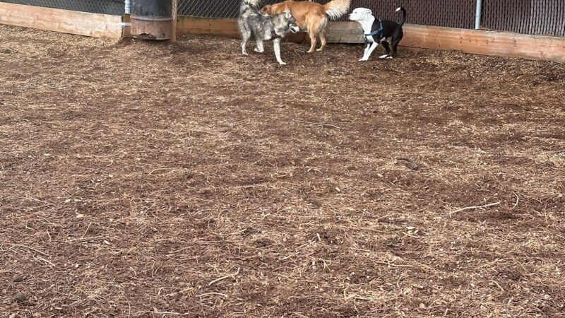 Ash Avenue Dog Park - Tigard, OR