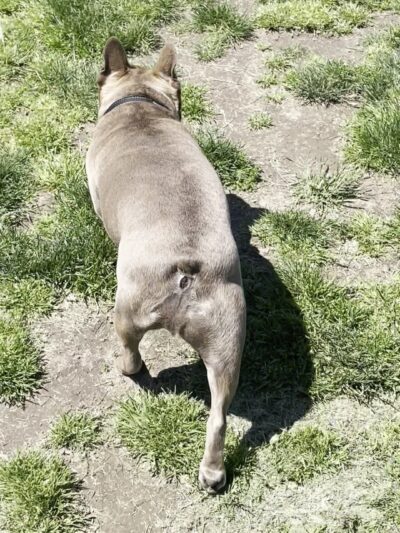 Potso Dog Park - Tigard, OR