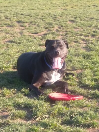 Potso Dog Park - Tigard, OR