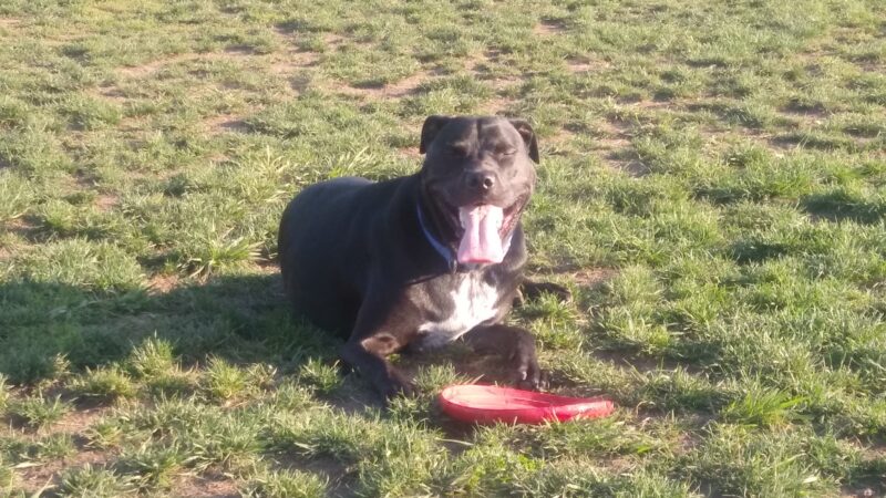 Potso Dog Park - Tigard, OR