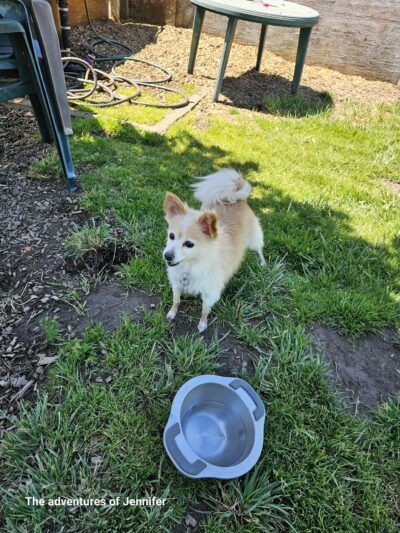 Potso Dog Park - Tigard, OR