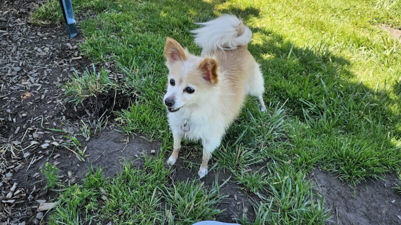 Potso Dog Park - Tigard, OR