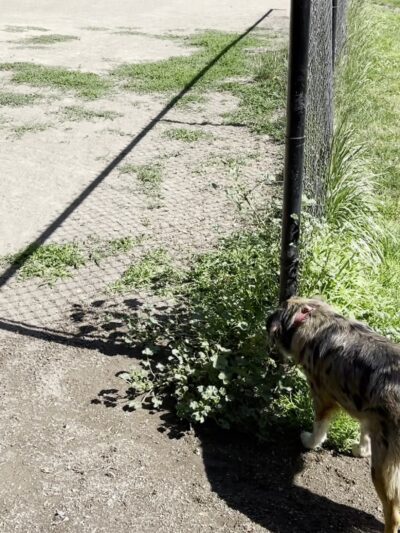 Summerlake Dog Park - Tigard, OR