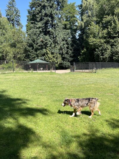 Summerlake Dog Park - Tigard, OR