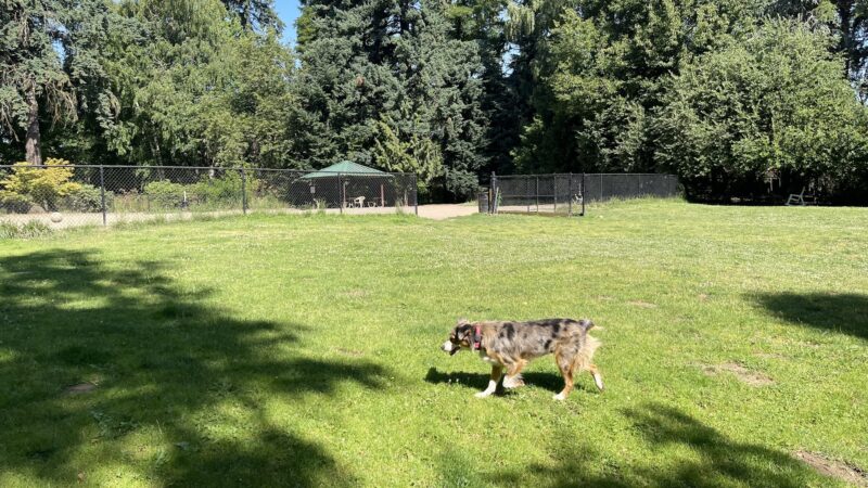 Summerlake Dog Park - Tigard, OR