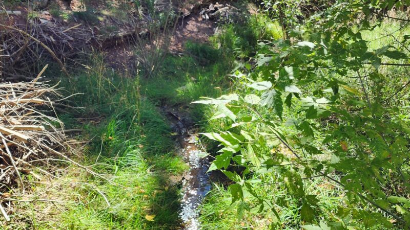 Cienega Picnic Area - Tijeras, NM