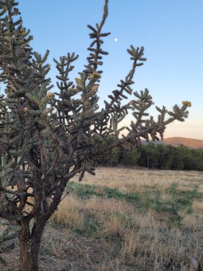 Coyote Trail - Tijeras, NM