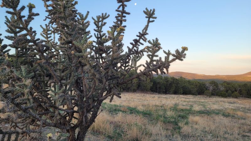 Coyote Trail - Tijeras, NM