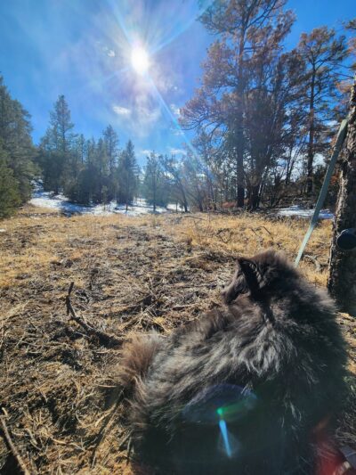 Lower Pine Trailhead - Tijeras, NM