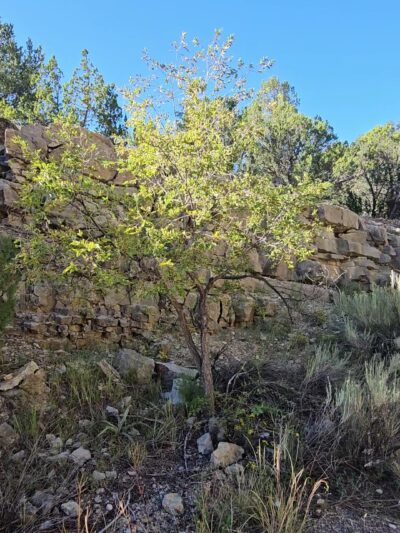 Otero Trailhead - Tijeras, NM