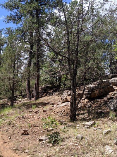 PINE FLAT PICNIC AREA - Tijeras, NM