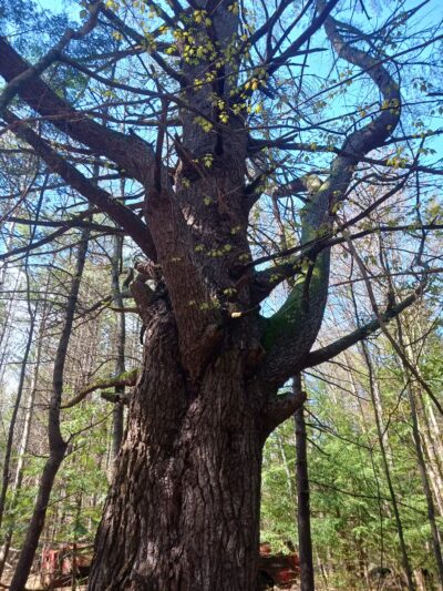 Buffalo Park conservation area - Tilton, NH