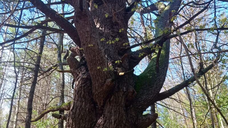 Buffalo Park conservation area - Tilton, NH