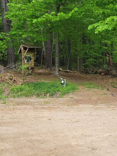 Buffalo Park conservation area - Tilton, NH