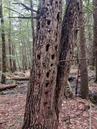 Buffalo Park conservation area - Tilton, NH