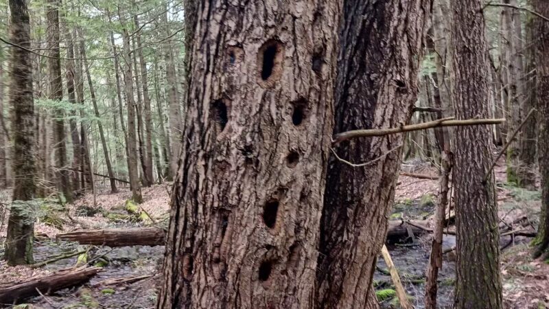 Buffalo Park conservation area - Tilton, NH