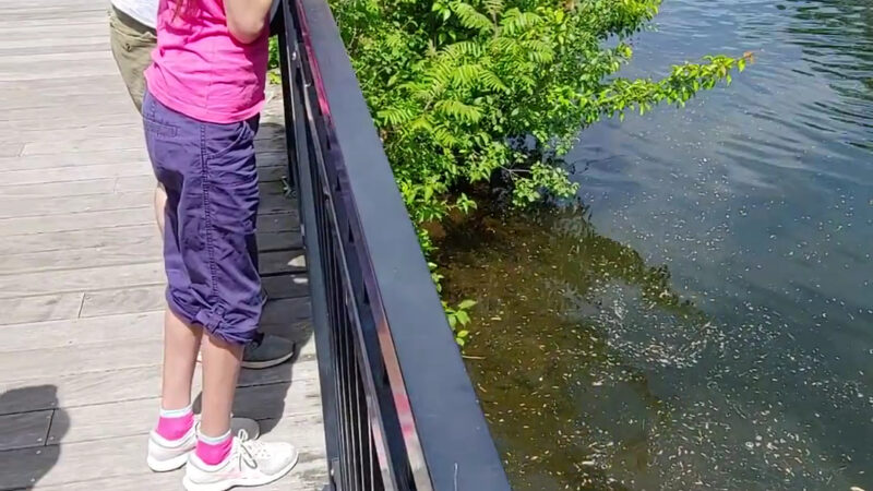 Riverfront Park - Tilton, NH