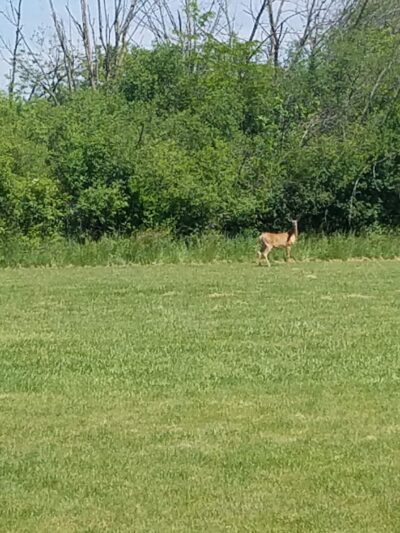 Bremen Grove - Tinley Park, IL