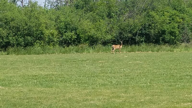 Bremen Grove - Tinley Park, IL