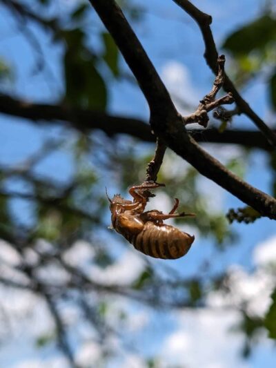 Bremen Grove Dog Park (membership required) - Tinley Park, IL