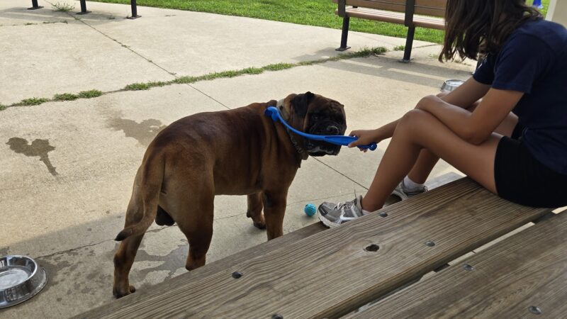 Bremen Grove Dog Park (membership required) - Tinley Park, IL