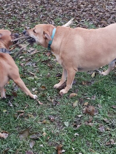 Bremen Grove Dog Park (membership required) - Tinley Park, IL