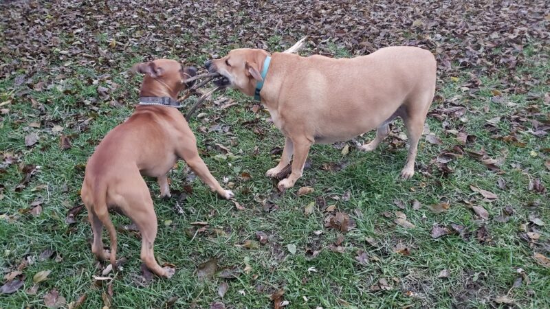 Bremen Grove Dog Park (membership required) - Tinley Park, IL