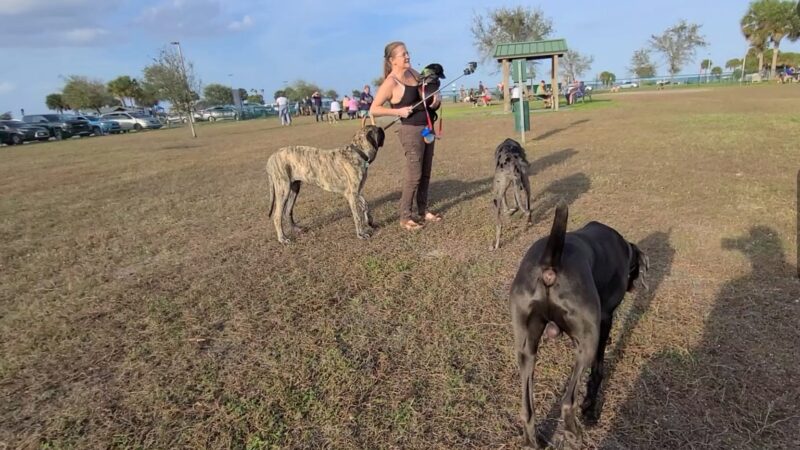 Brevard County Marina Dog Park - Titusville, FL