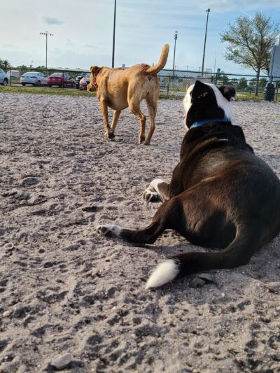 Brevard County Marina Dog Park - Titusville, FL