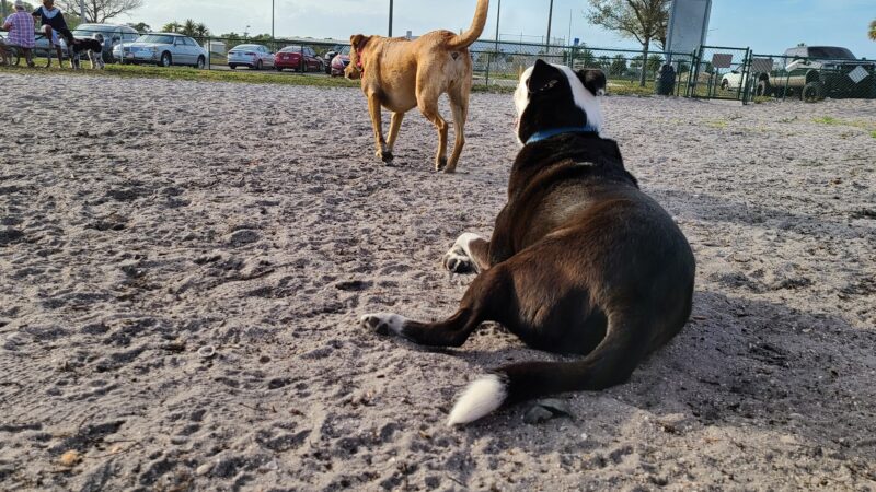 Brevard County Marina Dog Park - Titusville, FL