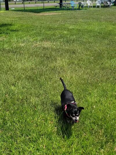 Brevard County Marina Dog Park - Titusville, FL